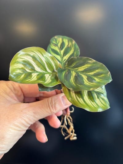 Stekje in water | Calathea Makoyana | Small
