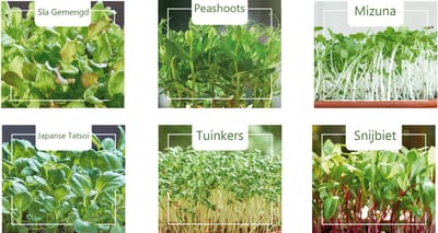 microgroenten set van 6 verschillende zaden | zeer gezond! | Sla gemengd | Snijbiet | Tuinkers | Tatsoi | Mizuna Green | Peashoots | Groei je eigen micro groente tuin!