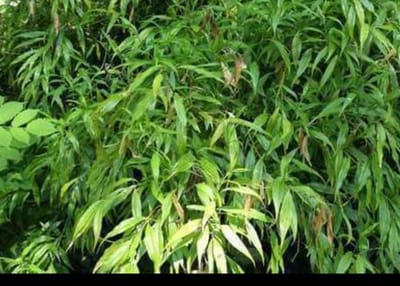 Sarcococca saligna - Vleesbes, Zoete Buxus 20- 30 cm in pot