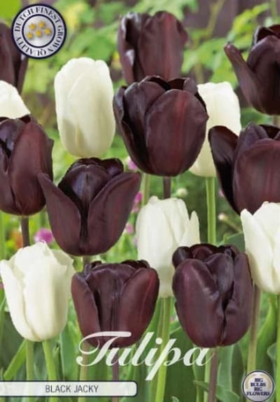 Black Jacky Garden Tulpenbollen 10 stuks bolmaat 12+