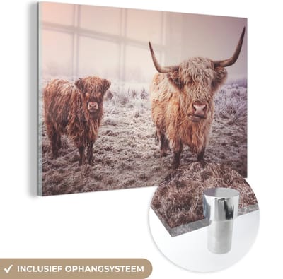 MuchoWow® Glasschilderij 120x80 cm - Schilderij acrylglas - Schotse Hooglanders - Sneeuw - Zon - Foto op glas - Schilderijen