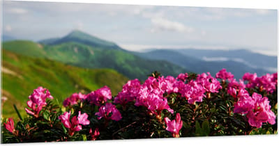 Acrylglas - Roze Bloemenstruik met Uitzicht over Berggebied - 200x100 cm Foto op Acrylglas (Met Ophangsysteem)