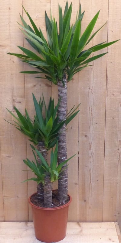 Warentuin Natuurlijk - Palmlelie Yucca Elephantipes potmaat 22 cm H100-120 cm 3 stammen kamerplant