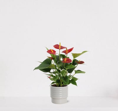 Anthurium rood in sierpot Naemi Offwhite – bloeiende kamerplant – flamingoplant – 40-50cm - Ø13 – geleverd met plantenpot – vers uit de kwekerij