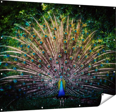 Gards Tuinposter Pauw met Kleurrijke Veren - Kleur - 150x120 cm - Tuindoek - Tuindecoratie - Wanddecoratie buiten - Tuinschilderij