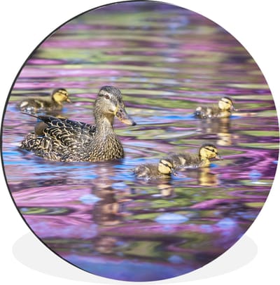 WallCircle - Wandcirkel - Muurcirkel - Eend - Water - Kleuren - Aluminium - Dibond - 30x30 cm - Binnen en Buiten