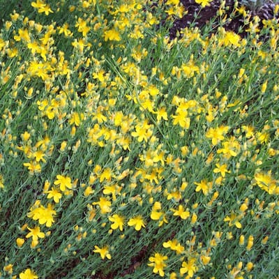 6 x Hypericum Olympicum - Hertshooi pot 9x9cm