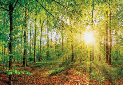 Fotobehang - Vliesbehang - Zonnestralen in het Bos - 254 x 184 cm