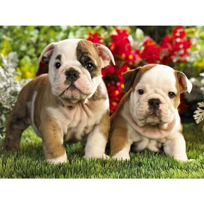 5d bricolage diamant peinture point de croix bouledogue frère diamant broderie 20X30CM beige