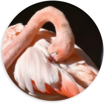 Forex Wandcirkel - Flamingo met Donkere Achtergrond  - 100x100cm Foto op Wandcirkel (met ophangsysteem)
