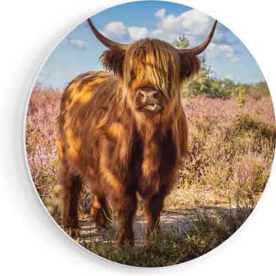 Artaza Forex Muurcirkel Schotse Hooglander Koe In De Wei - 50x50 cm - Klein - Wandcirkel - Rond Schilderij - Muurdecoratie Cirkel