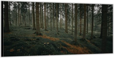 KuijsFotoprint - Schilderij - Rijen Bomen - Groen En Bruin - 100 X 200 Cm