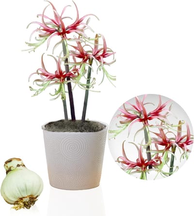 Amaryllis Bol - Chico - Bloembollen - 1 stuk - Rood - Bloem bollen