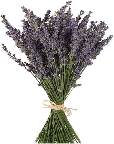 Natuurlijke Lavendel Bundels, Vers Geoogst en Gedroogd, Decoratief Bloemboeket voor Thuisdecoratie, Ambachten, Cadeaus en Bruiloften - 100 Stuks van 16"-18" Lang