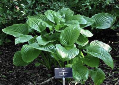 6 x Hosta plantaginea 'Grandiflora' - HARTLELIE, FUNKIA - pot 9 x 9 cm