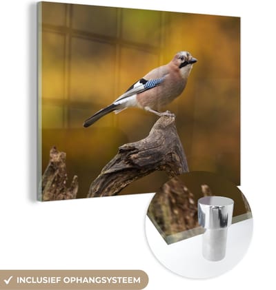 MuchoWow® Glasschilderij 40x30 cm - Schilderij acrylglas - Vogel - Tak - Vlaamse gaai - Foto op glas - Schilderijen