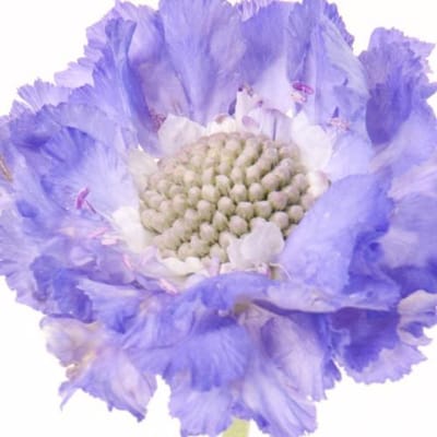 10x Scabiosa staefa 60cm