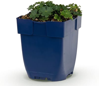 Green boutiQ - Vasteplant - Geranium sang. Max Frei - Ooievaarsbek - Bodembedekkend - Roze - 1 Plant - Pot 11cm - Hoogte 15-25cm