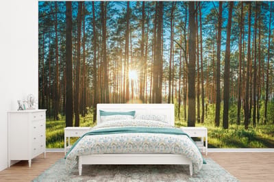 Behang - Fotobehang Zon - Bomen - Landschap - Gras - Breedte 400 cm x hoogte 300 cm