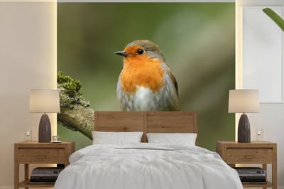 Behang - Fotobehang Vogel - Roodborstje - Tak - Planten - Breedte 350 cm x hoogte 350 cm