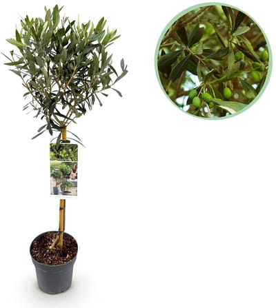 Green boutiQ - Echte Olijvenboom - Olea Europaea - Plant op stam - Terras Plant - Bladhoudend - Weinig Onderhoud - Pot 19cm Hoogte 90cm