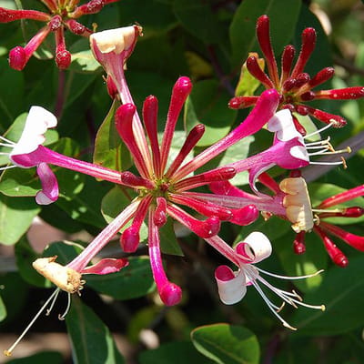 Lonicera Japonica 'Red World' - Kamperfoelie - 50-60 cm in pot: Klimplant met opvallende rode bloemen, zeer geurig.