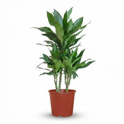 Green boutiQ - Kamerplant - Drakenbloedboom Janet Craig - Dracaena Janet Craig - Groen - Weinig onderhoud - 1 Plant - Pot 21cm - Hoogte 90 - 100cm