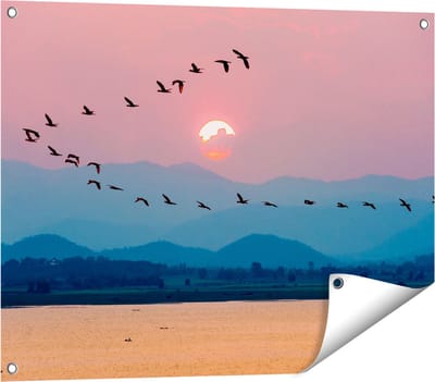 Gards Tuinposter Silhouet van Zwerm Vogels bij Zonsondergang - 80x60 cm - Tuindoek - Tuindecoratie - Wanddecoratie buiten - Tuinschilderij