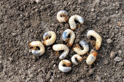 Ferrarium aaltjes tegen engerlingen - voor 50m² grond - Heterorhabditis bacteriophora - Meikever – Coloradokever – Taxuskever - Junikever –- Rozenkever – Johanneskever - bladsprietkever - Sallandkever - Engerlingen bestrijding - 100% ecologisch
