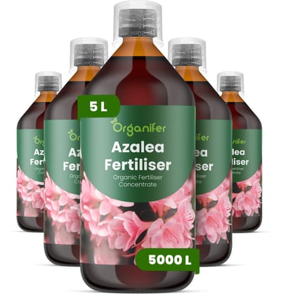 Vloeibare Meststof Voor Azalea 5X1 L Voor 5000 L - Npk 3-4-3 - Rijke Bloei - Levendige Bloemen - Sterk Wortelstelsel - Zure Substraten - Knopvorming - Seizoensbloei - Stressbestendig - Rhododendron - Groenblijvend - Bladverliezend - Organifer