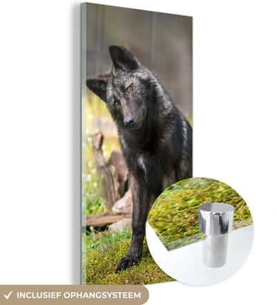 MuchoWow® Glasschilderij 20x40 cm - Schilderij acrylglas - Wolf - Zwart - Gras - Foto op glas - Schilderijen