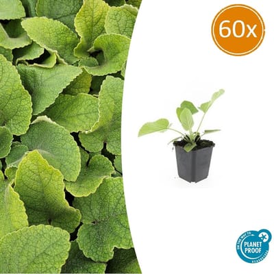Tuinplantenshop.com | Phlomis russeliana | 60 stuks - Ø9cm - 10-25cm hoog - Tuinplant