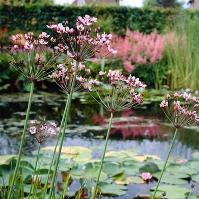 Vijverplanten Set - Moerasplant Zwanenbloem - Vijver Decoratie - Winterharde Oeverplant - 15-25 cm Hoog - Groen