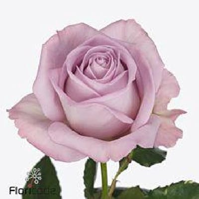 10x Rosa nayeli! 70cm