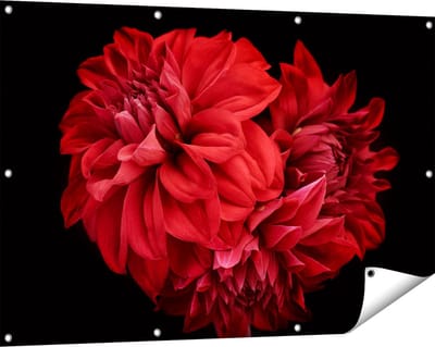 Gards Tuinposter Rode Dahlia Bloemen - 120x80 cm - Tuindoek - Tuindecoratie - Wanddecoratie buiten - Tuinschilderij