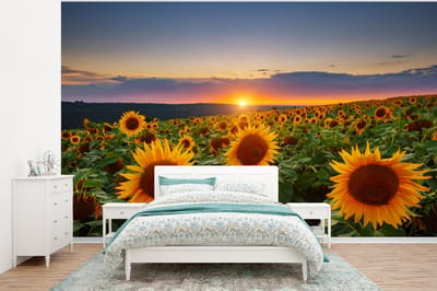 Behang - Fotobehang Bloemen - Nacht - Zonsondergang - Zonnebloem - Horizon - Breedte 375 cm x hoogte 280 cm