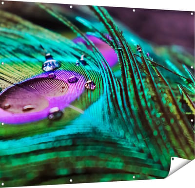 Gards Tuinposter Kleurrijke Pauw Veer met Waterdruppels - 150x120 cm - Tuindoek - Tuindecoratie - Wanddecoratie buiten - Tuinschilderij