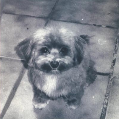Suwi - Playing For Oscar (LP)