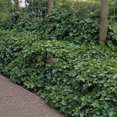 12 x Ierse Klimop - Klimplant en Bodembedekker Wintergroen - Hedera helix 'Hibernica' in 9x9cm pot met hoogte 5-40cm