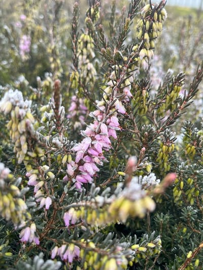 Winterheide Roze - 10 Stuks - Erica carnea 'March Seedling' - P9.5