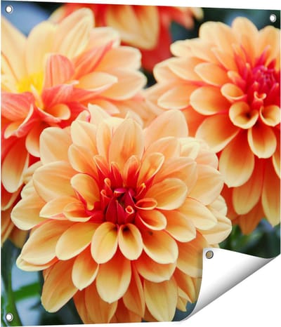 Gards Tuinposter Oranje Dahlia Bloemen - 70x70 cm - Tuindoek - Tuindecoratie - Wanddecoratie buiten - Tuinschilderij