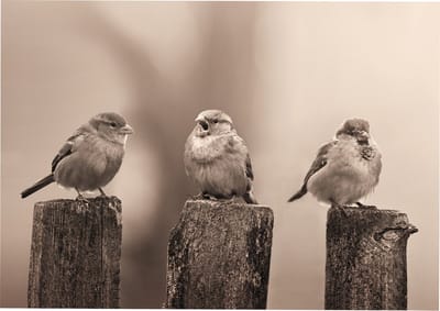 Art for the Home Vroege Vogels Buitencanvas Sepia 50x70 cm