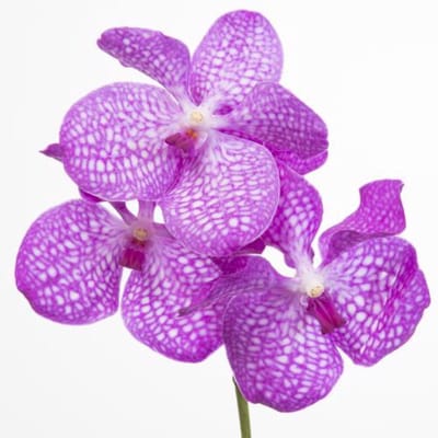 16x Vanda kan.magic pink