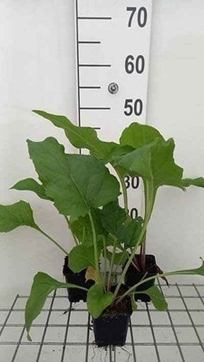 6x Zonnekroon - Silphium perfoliatum | 9x9 cm pot