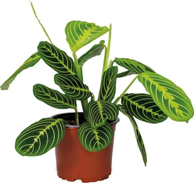 Bloomique - Maranta Lemon Lime - Gebedsplant - Hangplant - Kamerplanten - Luchtzuiverend - Diervriendelijk - Hoogte 10-20 cm - Pot 12 cm