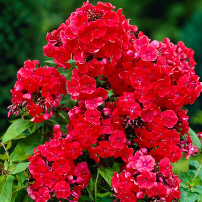 Vlambloem (Phlox paniculata) - Orange Perfection - (Driepack) - Vaste planten - Bijen-Vlinders - Snijbloemen - Geurend - Zomerbollen