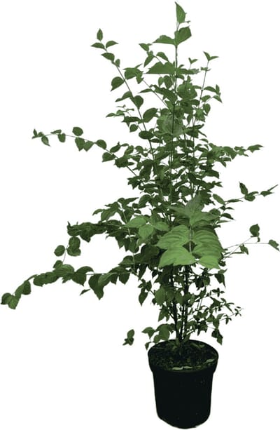 Gele kornoelje 80-100 cm (in pot) - Cornus mas - Ø26 cm - inheemse plant - eetbare besjes - sierlijk door heel het jaar