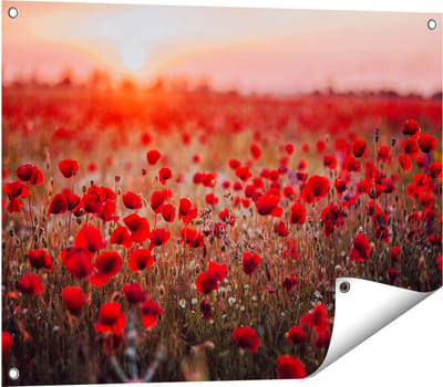 Gards Tuinposter Rode Klaprozen Bloemenveld Zonsondergang - 80x60 cm - Tuindoek - Tuindecoratie - Wanddecoratie buiten - Tuinschilderij