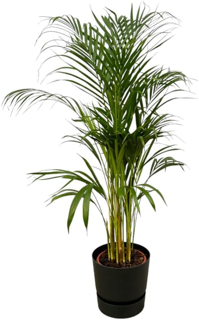 Areca palm - ↨110cm - Ø21cm inclusief elho Greenville Round zwart D24xH23