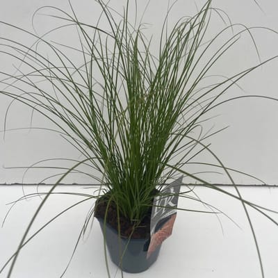 Plants Online - Tuinplanten - Siergrassen - Set van 1 - Carex testacea 'Prairie Fire' - 2 liter pot - Plant